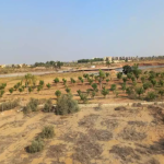 IVY New Zayed under Construction